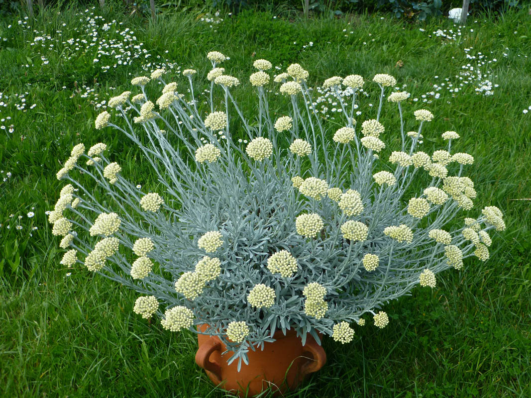 Helichrysum orientale photo